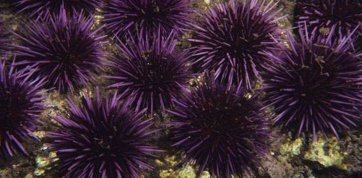 Sea-Urchin