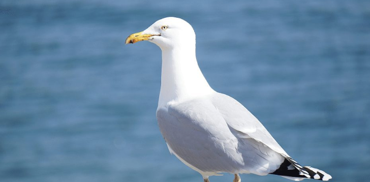 Seagull