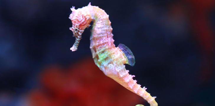 Seahorse