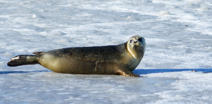 Seal