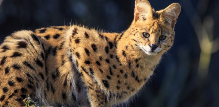 Serval