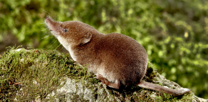 Shrew