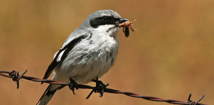 Shrike