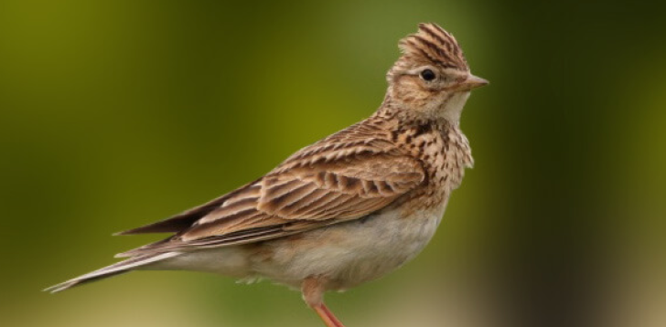 Skylark