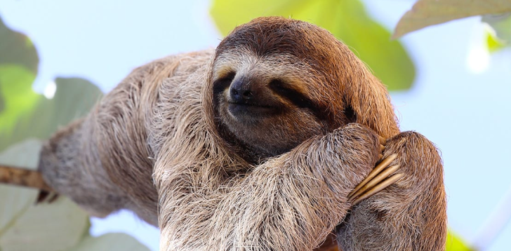 Sloth