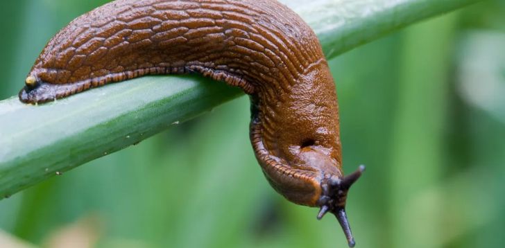 Slug