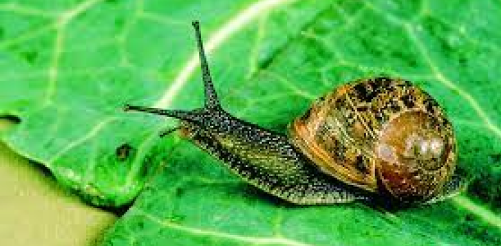 Snail