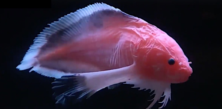 Snailfish