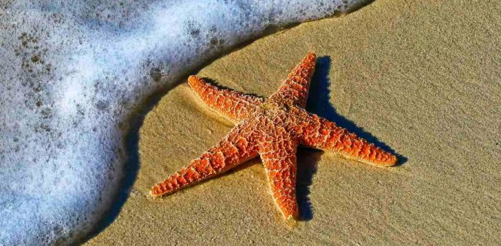 Starfish