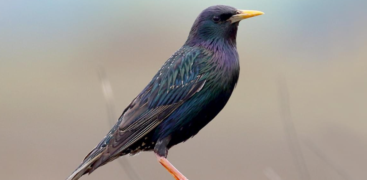 Starling