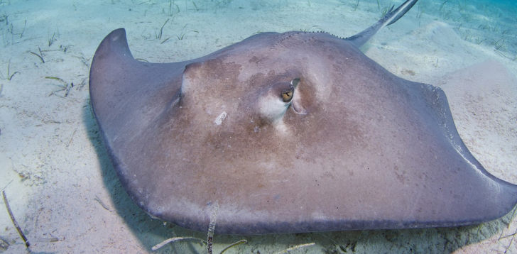 Stingray