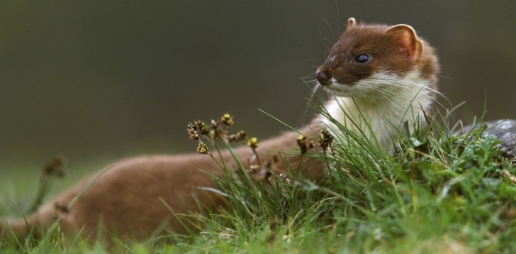 Stoat