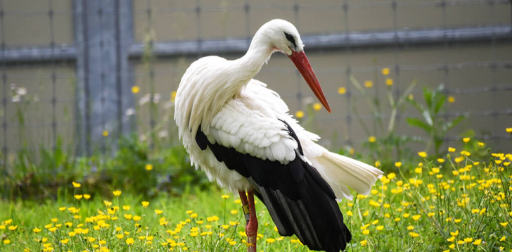 Stork