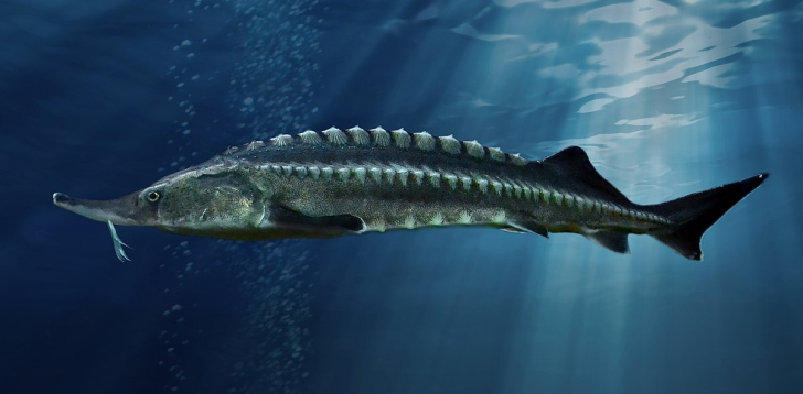 Sturgeon