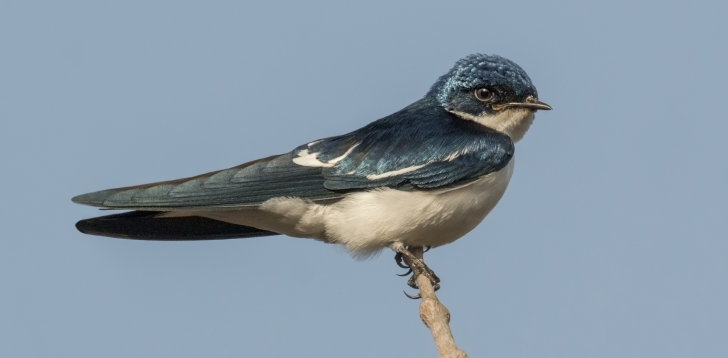 Swallow