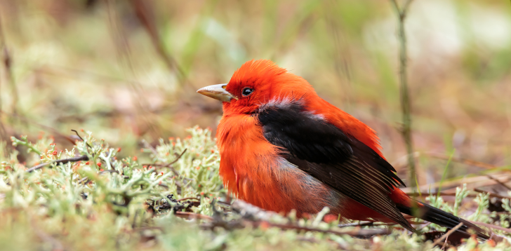 Tanager