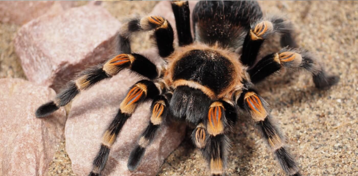 Tarantula