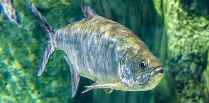 Tarpon