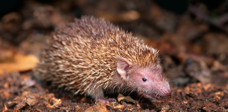 Tenrec