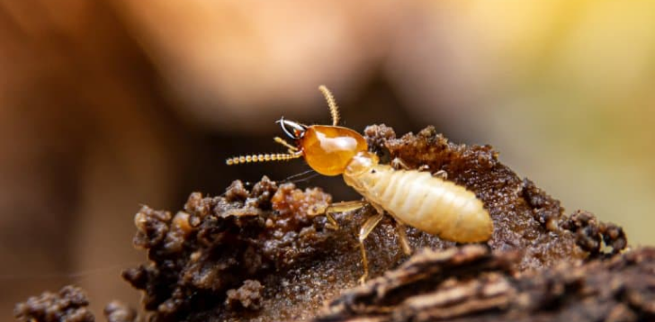 Termite