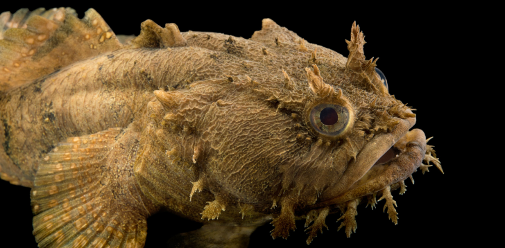 Toadfish