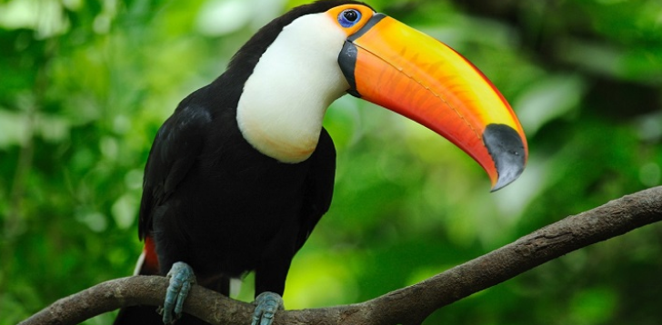 Toucan