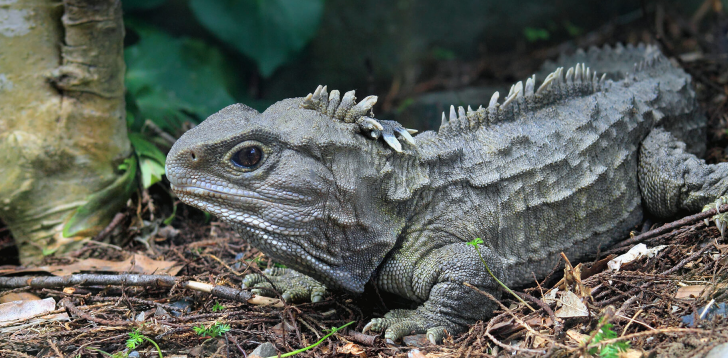 Tuatara