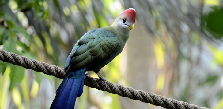 Turaco