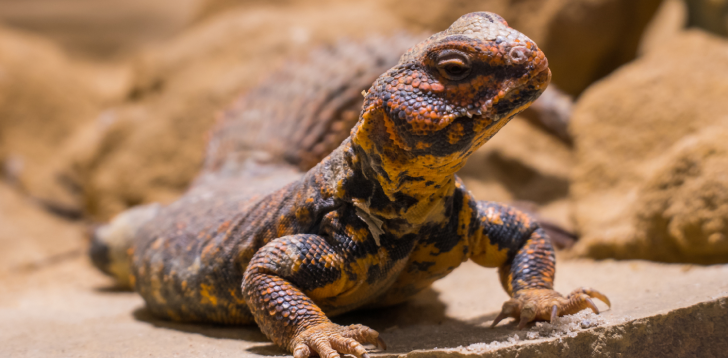 Uromastyx