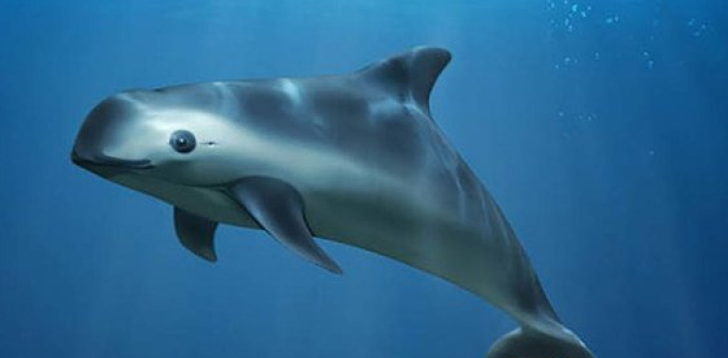 Vaquita