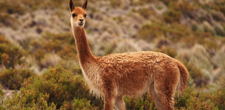 Vicuna