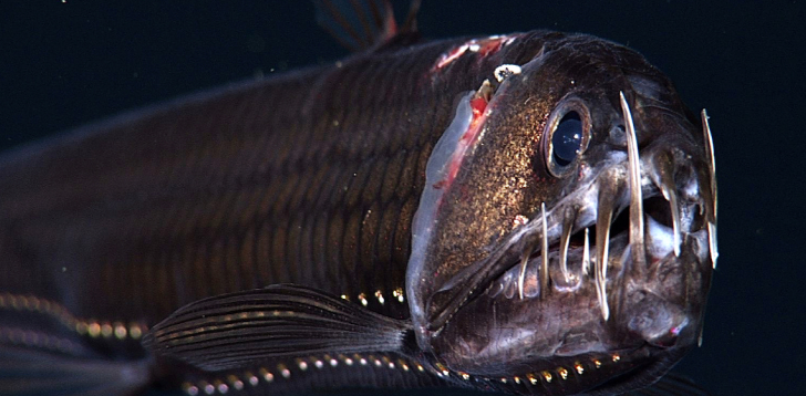 Viperfish