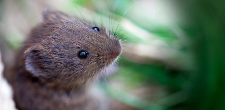 Vole