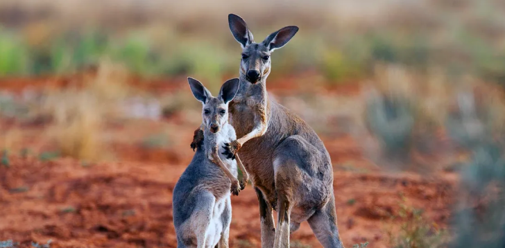 Wallaby