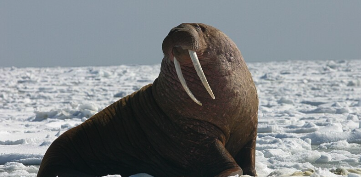 Walrus