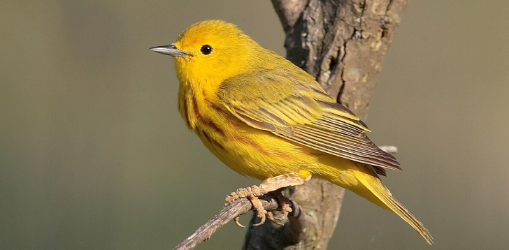 Warbler