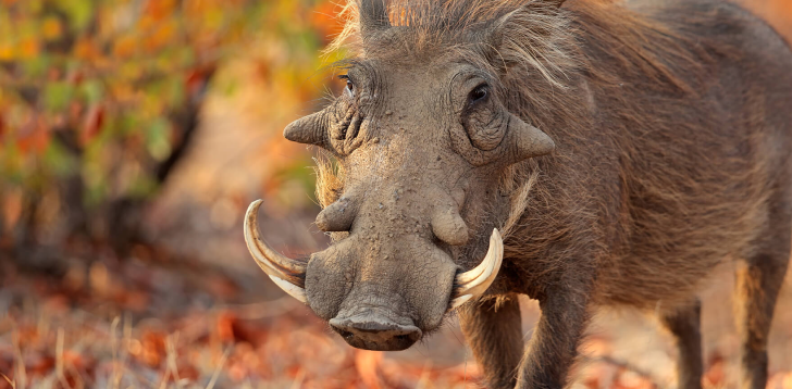 Warthog