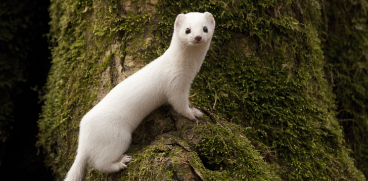 Weasel