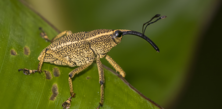 Weevil