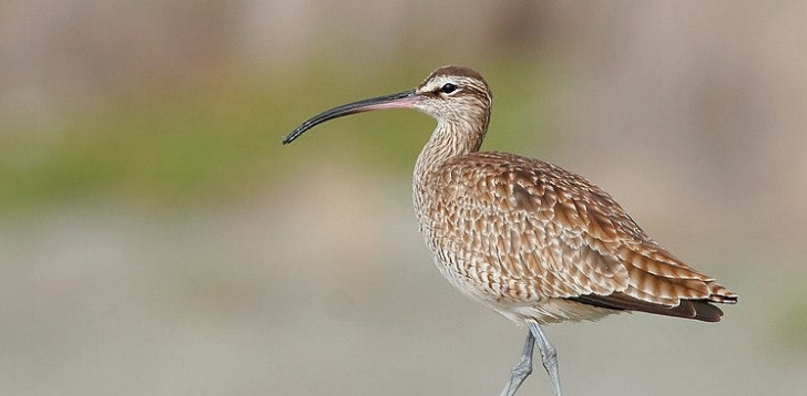 Whimbrel