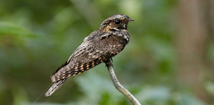 Whippoorwill