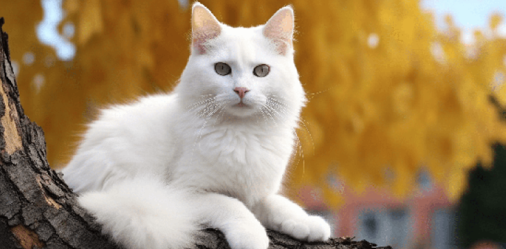 White-Cat