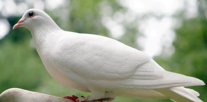 White-Dove
