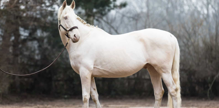 White-Horse