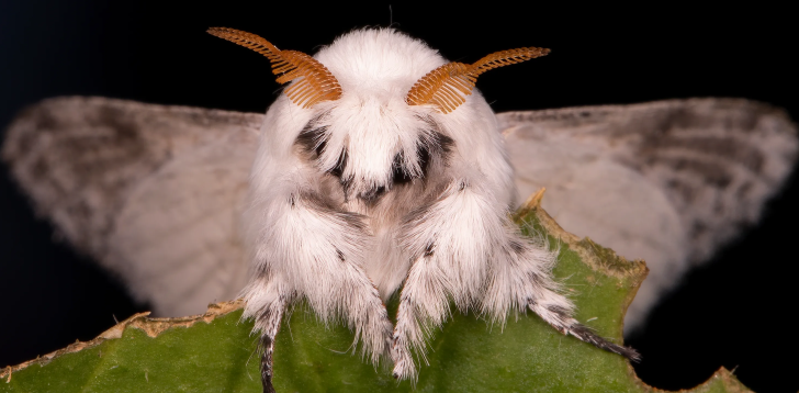 White-Moth