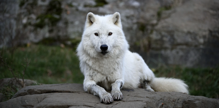 White-Wolf