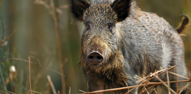 Wild-Boar