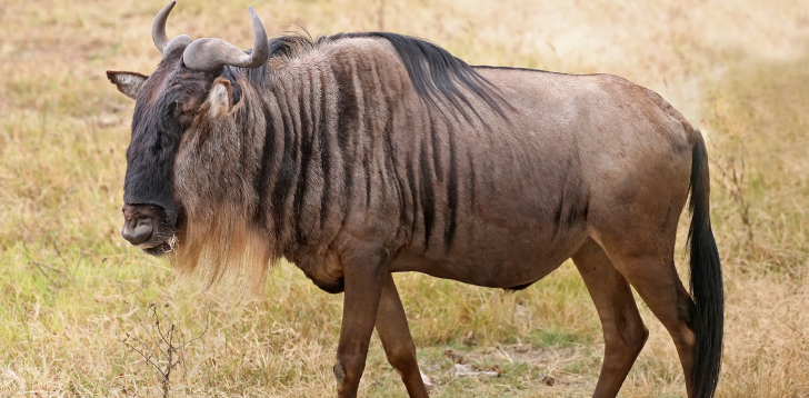 Wildebeest