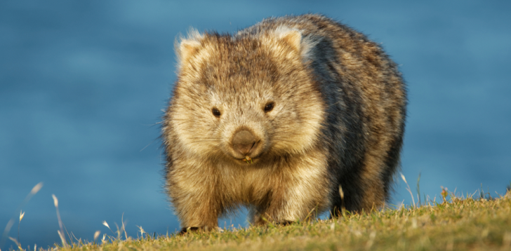 Wombat