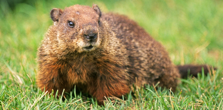 Woodchuck